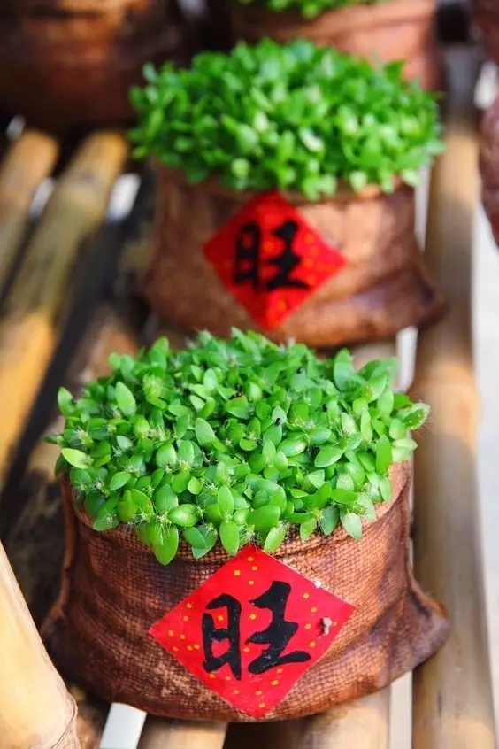 春節(jié)到！蕪湖業(yè)主家居如何布置才能驚艷親友！